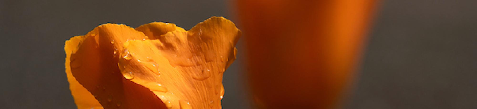 Close-up orange poppy with water droplets, second poppy blurred in background